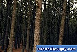 As características da cobertura de palha de pinheiro, como o comprimento da agulha e o teor de cera, dependem das espécies de onde provêm.