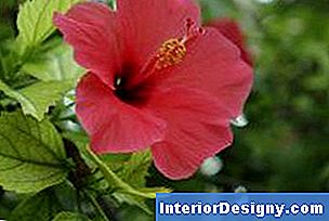 Garten Was Sind Die Ursachen Für Hibiskusblätter, Die Gelb Werden Und