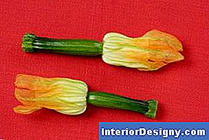 Die Miniatur-Zucchini hinter den weiblichen Blüten entwickeln sich erst nach erfolgreicher Bestäubung.