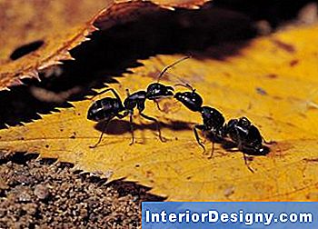 Was Tötet Ameisen In Schuppen?