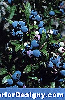 Garten Welche Größen Von Hochbeeten Sind Für Blaubeeren? 2024