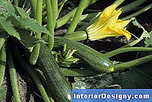 Garten Weiße Flecken Auf Blättern Und Stängeln Von ZucchiniPflanzen