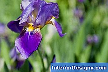 Weißer Essig Für Iris Pflanzen