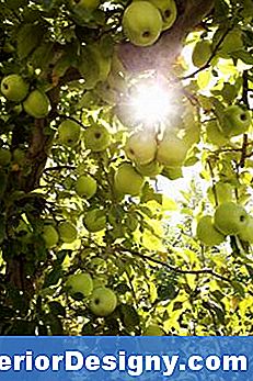Kas Grafted Apple Tree Seemned Teevad Apple Puud?
